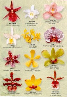 46 Best orchid types ideas | orchids, beautiful orchids, orchid care