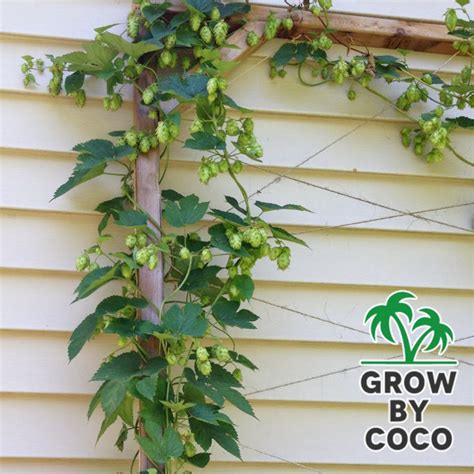 Growing Hops At Home - Grow By Coco