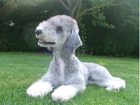 Bedlington Terrier - Puppies, Rescue, Pictures, Information ...