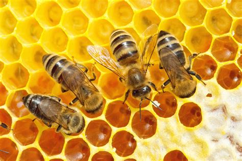 How Beehives Could Help With Plastic Waste | Reader's Digest