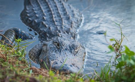 Alligator's Eyes Free Stock Photo - Public Domain Pictures