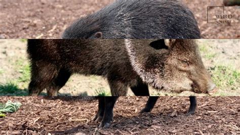 Interesting facts about collared peccary by weird square - YouTube