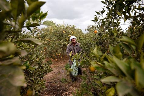 In pictures: Farming in Egypt - Arabianbusiness