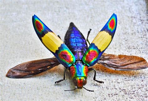 5 of the Most Beautiful Bugs on the Planet | Featured Creature