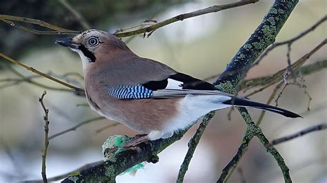 Sojka obecná (Garrulus glandarius) Eurasian jay, Сойка, Eichelhäher ...