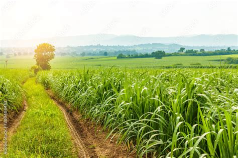 Sugarcane field at sunset. Stock Photo | Adobe Stock