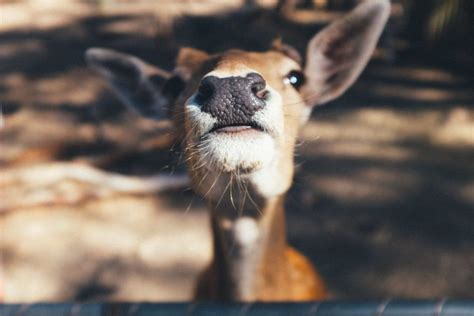 Wildlife of Colorado – Visit Pikes Peak