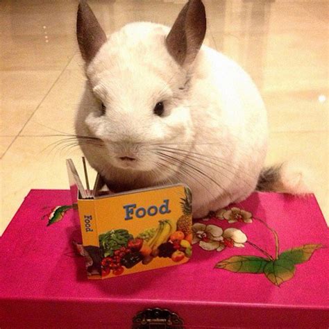 'Bubu' The Chinchilla Will Steal Your Heart With Its Cuteness