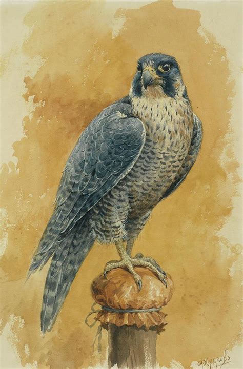 Falcon Painting - Hunting Falcon by Alexander Sergeevich Khrenov | Falcon art, Falcon drawing ...