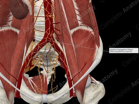 Superior Hypogastric Plexus | Complete Anatomy