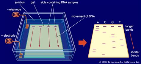 Gel electrophoresis | DNA Separation & Analysis | Britannica