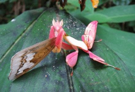 Orchid Mantis | Stunning Camouflage - Our Breathing Planet