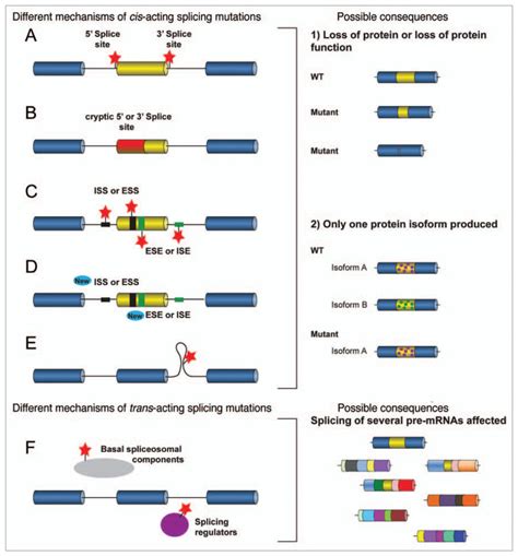 Examples of mutations causing splicing diseases and their possible ...