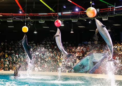 Our dolphins and seals love to play with balls and they are brilliant ...