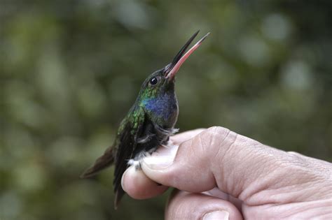 Introducir 83+ imagen tipos de colibri en chile - Viaterra.mx