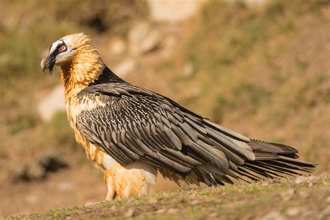 Bearded Vulture - Nature Travel Africa