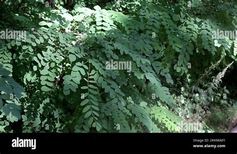 Acacia wood texture Stock Videos & Footage - HD and 4K Video Clips - Alamy