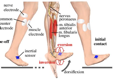 Inversion Of Foot Muscles