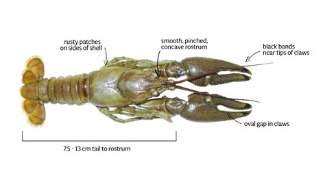 Rusty Crayfish Invasive Species