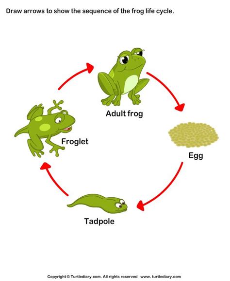 Sequence the Stages of Frog Life Cycle Answer | Lifecycle of a frog, Frog life, Life cycles