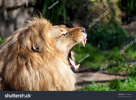 Profile African Lion Showing Teeth Stock Photo 47178568 | Shutterstock