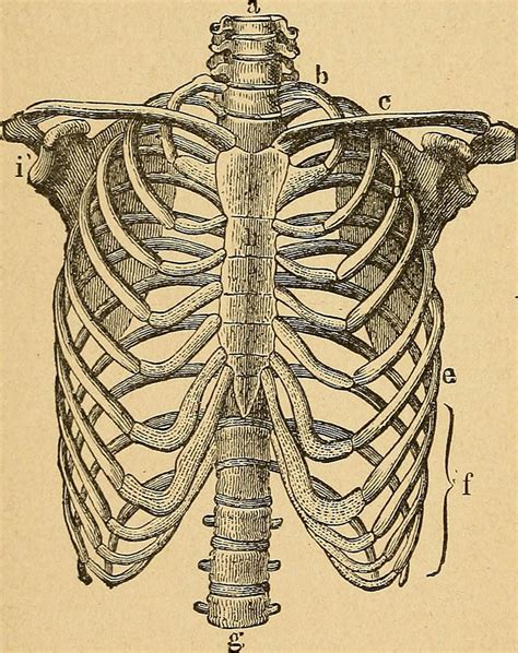Human rib cage Drawing by FL collection
