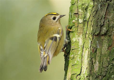 HOWARD'S BIRDSPOT: Goldcrest Regulus regulus at Far Ings 20.10.11.