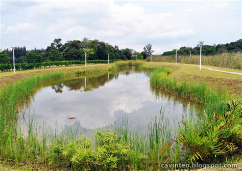 Entree Kibbles: Lorong Halus Wetland - An Exploration!