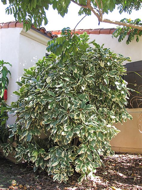 Bird Catcher Tree (Pisonia umbellifera 'Variegata') in Orange County, CA California CA at Roger ...