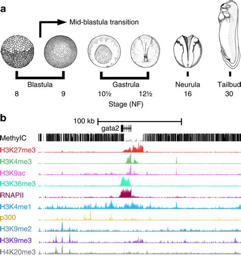 Reference epigenome maps of Xenopus tropicalis development. (a)... | Download Scientific Diagram