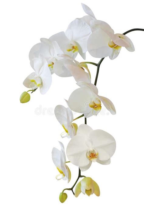 White orchid isolated on white. Background , #AFFILIATE, #orchid, # ...