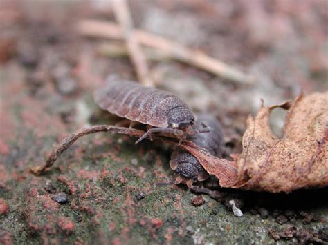 Garden wildlife: it's a jungle out there! - Ireland's Wildlife