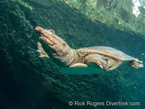 Diving the Blue Grotto, Florida- a taste of cavern diving. – Diver Trek