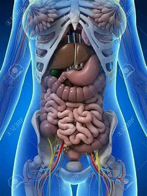 Human Structure and body parts - Science Of ATH - SOAP