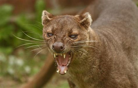 Fossa : The species is widespread throughout Madagascar. It is found ...