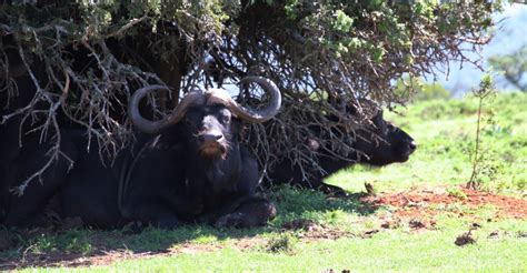 CAPE BUFFALO HORNS – Something Over Tea