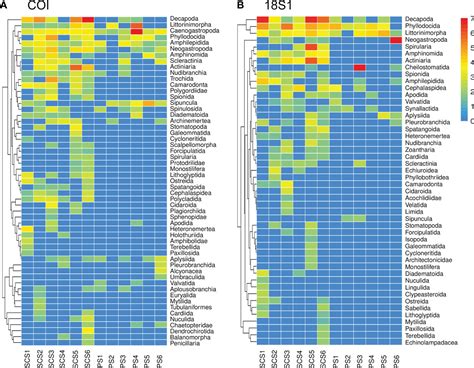 Frontiers | Metabarcoding survey of meroplankton communities in the ...