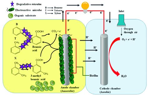 Schematic illustration of general mechanism of benzene, toluene and... | Download Scientific Diagram