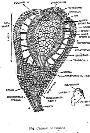 Draw the diagram of capsule of Funaria.