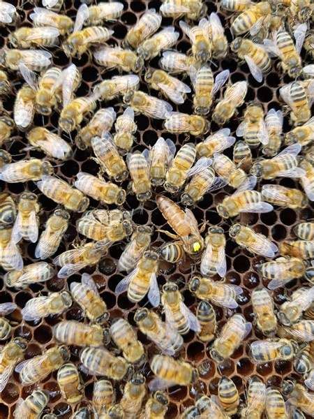 National Nucleus colony of local honey bees - Bushwood Bees - Local ...