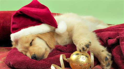 Christmas Puppies Wallpapers - Top Free Christmas Puppies Backgrounds - WallpaperAccess