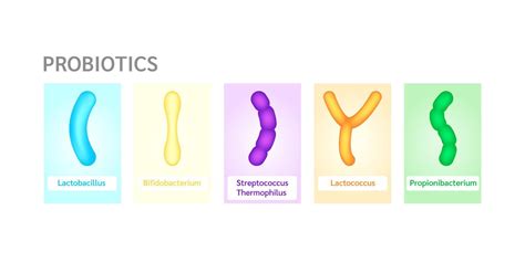 Probiotics lactic acid bacterium in milk, yogurt. Label Bifidobacterium, lactobacillus ...