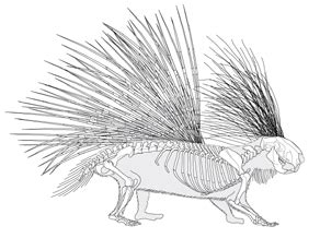 porcupine anatomy - Recherche Google | Animal skeletons, Animal drawings, Animal skulls