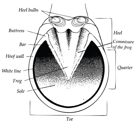 Horse Hoof Parts Diagram