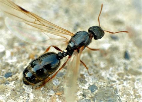 FLYING ANTS ARE TAKING OVER - Pest Control Jupiter | Termite Control ...