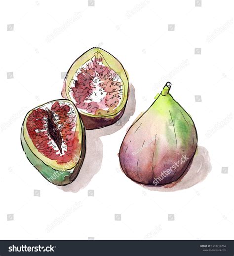 Watercolor Hand Drawn Sketch Illustration Figs Stock Illustration ...