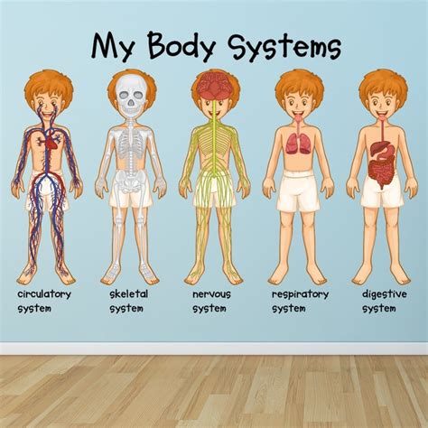 Body Systems Human Biology Wall Sticker