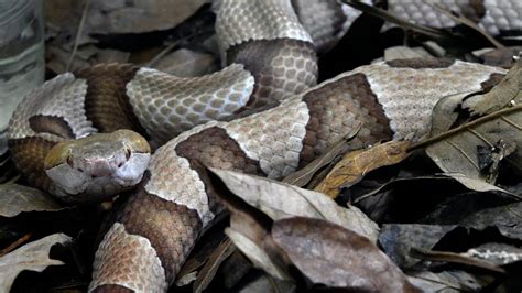 Pennsylvania’s venomous snake species and how to spot them | Centre ...