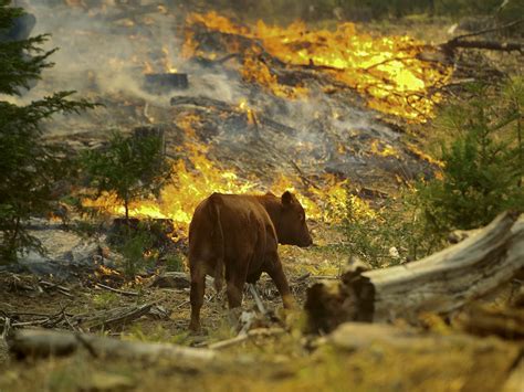 How do forest fires affect the wildlife - Animal-Club.co.uk