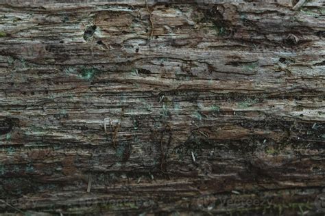 textura de madera podrida vieja. copiar, espacio vacío para texto ...